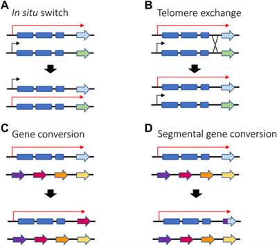 Shared Mechanisms for Mutually Exclusive Expression and Antigenic Variation by Protozoan Parasites